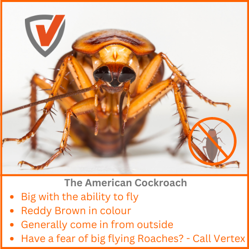 Cockroach Control