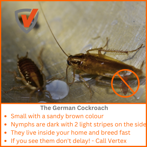 German Cockroach Control