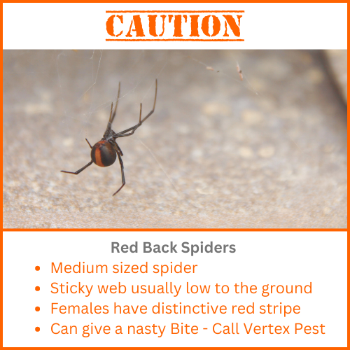 Red Back Spider Control