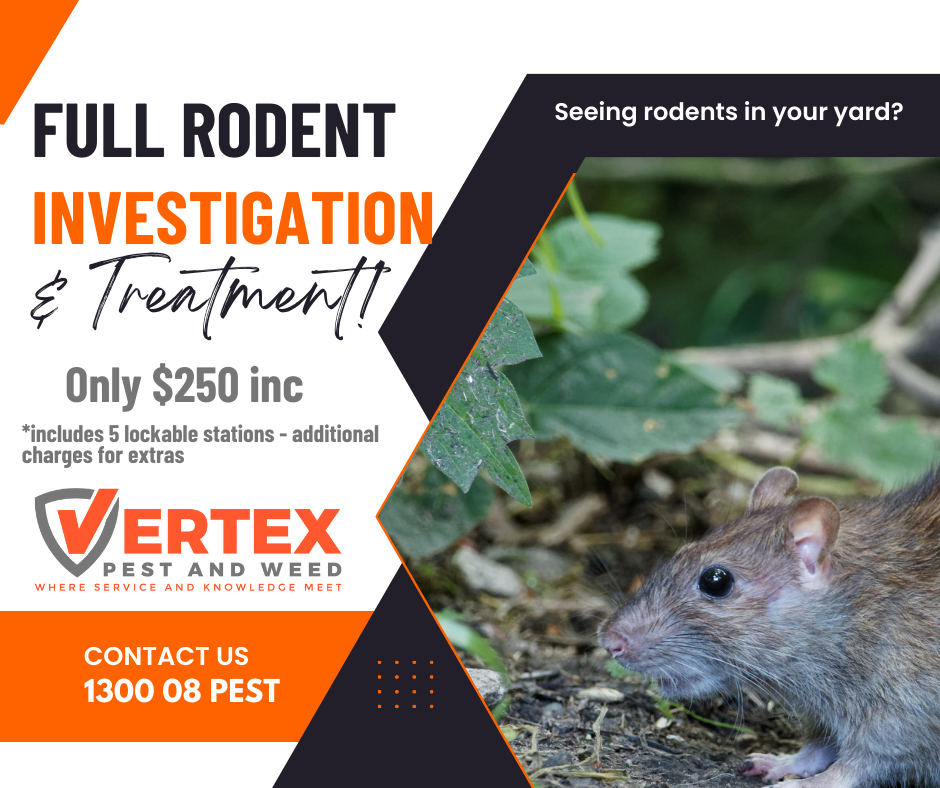 Rodent Problem, Landsdale and Alexander Heights